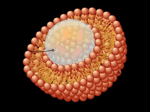 Liposome diagram highlighting nutrient encapsulation